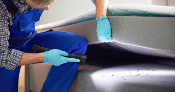 Wasp Removal Services in Northlake, SC
